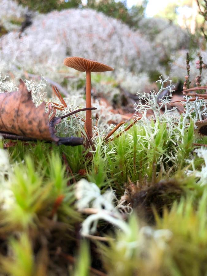 Mysig Och Modern Stuga Pa Snoegard, Naera Havet Och Naturen Lur  Exterior photo